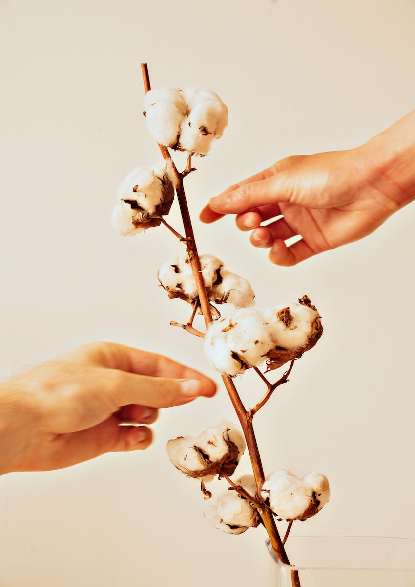 white flower buds on persons hand